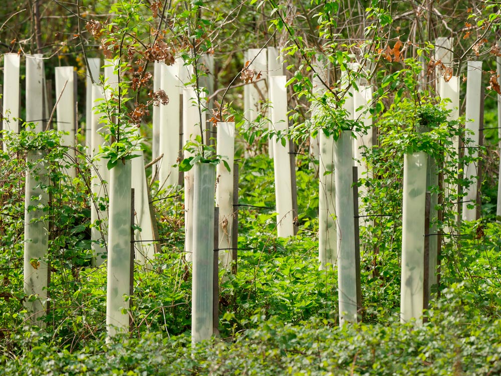 nos livres plantent des arbres les Éditions bleu jaune